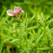 Levandule korunkatá 'Lavita Pink' - Lavandula stoechas 'Lavita Pink'