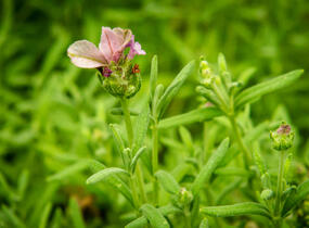 Levandule korunkatá 'Lavita Pink' - Lavandula stoechas 'Lavita Pink'