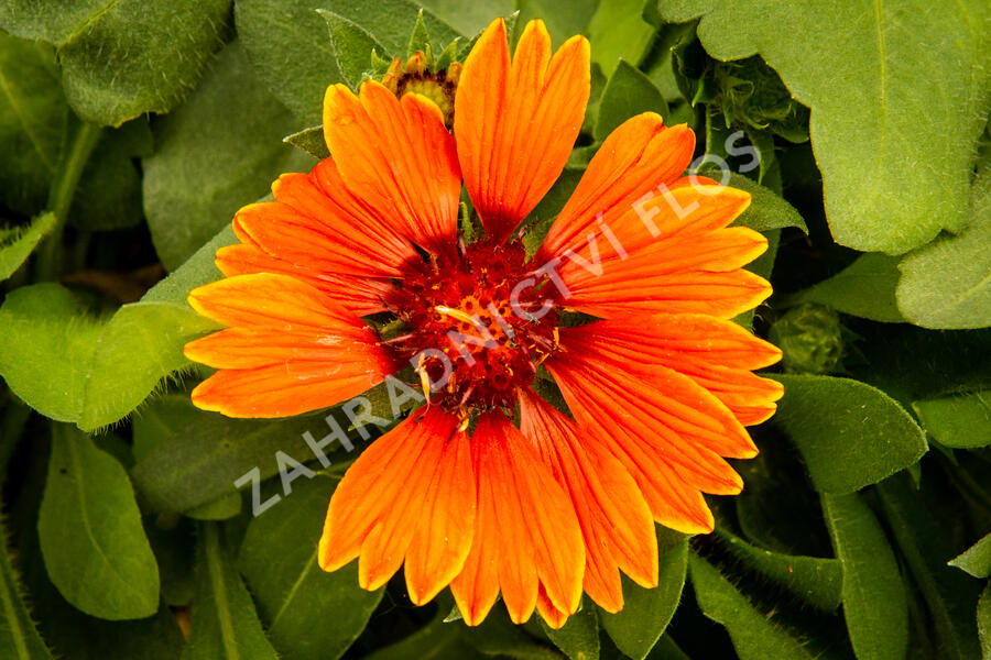 Kokarda osinatá 'Spin Top Red' - Gaillardia aristata 'Spin Top Red'