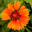 Kokarda osinatá 'Spin Top Red' - Gaillardia aristata 'Spin Top Red'