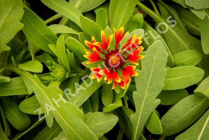 Kokarda osinatá 'Spin Top Orange Halo' - Gaillardia aristata 'Spin Top Orange Halo'