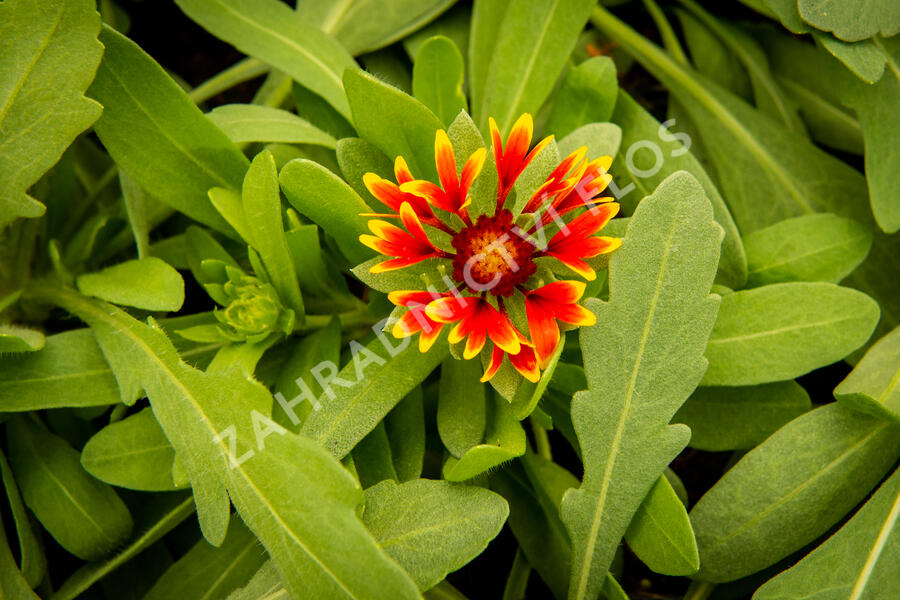 Kokarda osinatá 'Spin Top Orange Halo' - Gaillardia aristata 'Spin Top Orange Halo'