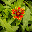 Kokarda osinatá 'Spin Top Orange Halo' - Gaillardia aristata 'Spin Top Orange Halo'