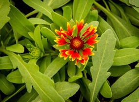 Kokarda osinatá 'Spin Top Orange Halo' - Gaillardia aristata 'Spin Top Orange Halo'