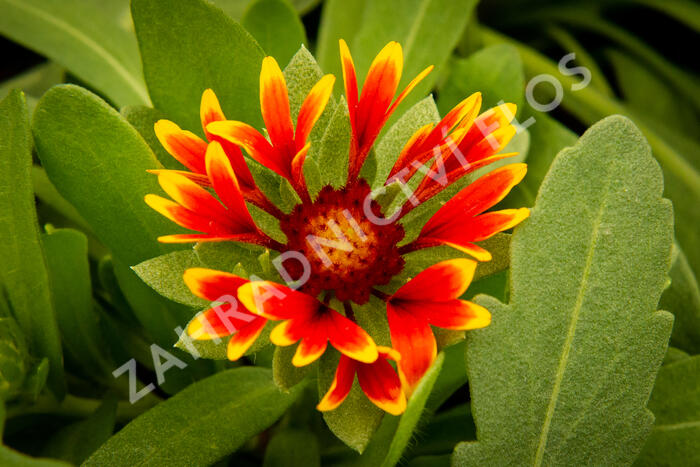 Kokarda osinatá 'Spin Top Orange Halo' - Gaillardia aristata 'Spin Top Orange Halo'