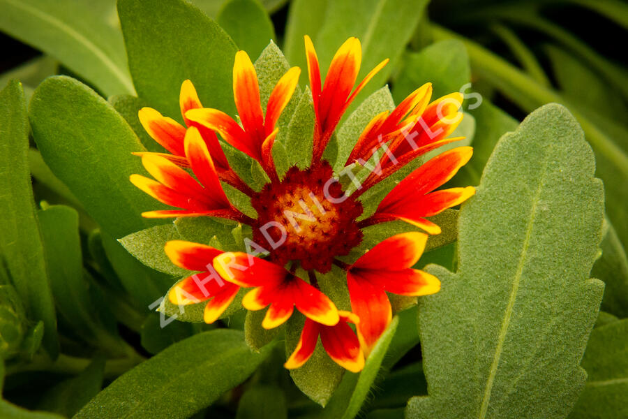 Kokarda osinatá 'Spin Top Orange Halo' - Gaillardia aristata 'Spin Top Orange Halo'