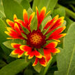 Kokarda osinatá 'Spin Top Orange Halo' - Gaillardia aristata 'Spin Top Orange Halo'