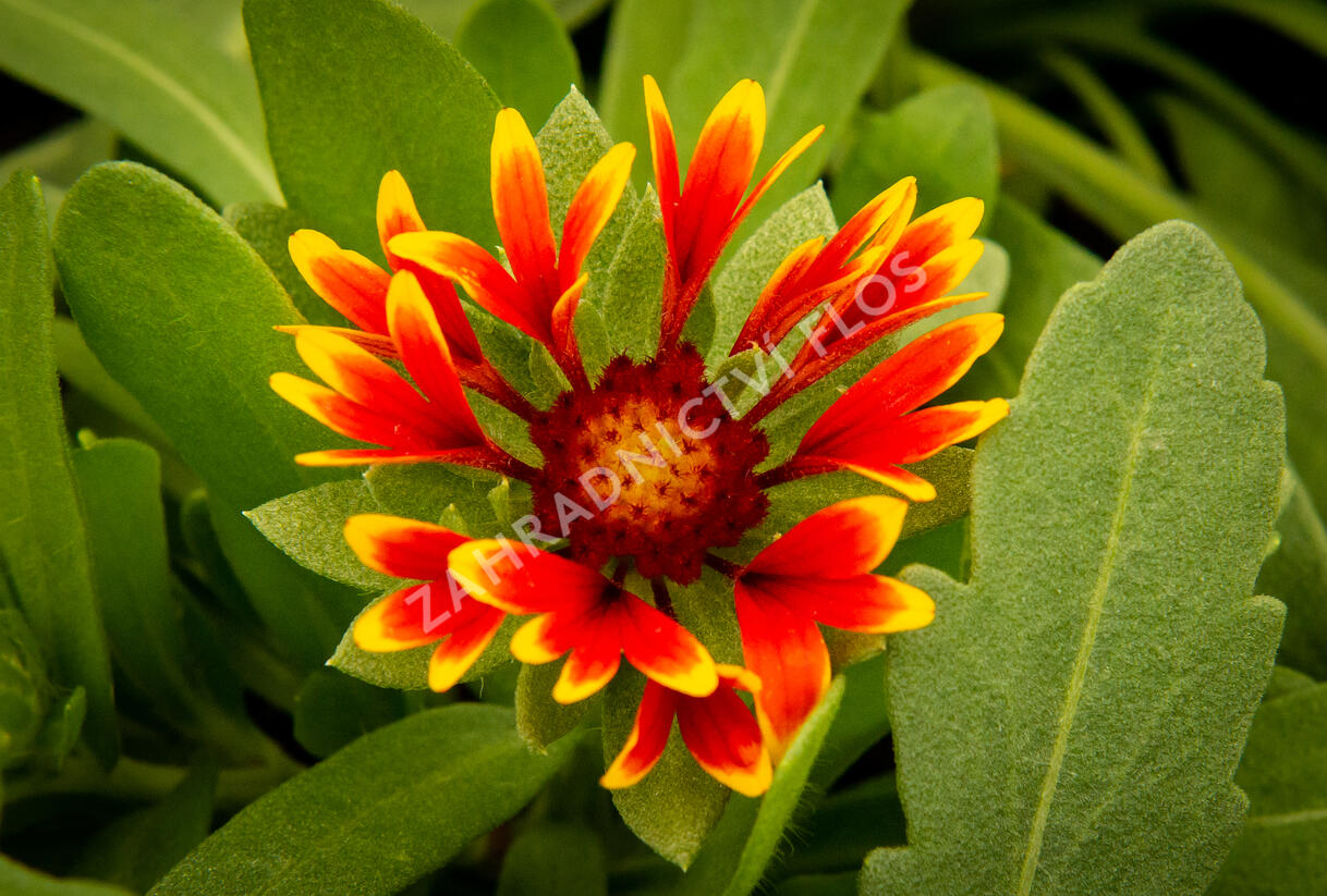 Kokarda osinatá 'Spin Top Orange Halo' - Gaillardia aristata 'Spin Top Orange Halo'