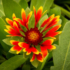 Kokarda osinatá 'Spin Top Orange Halo' - Gaillardia aristata 'Spin Top Orange Halo'