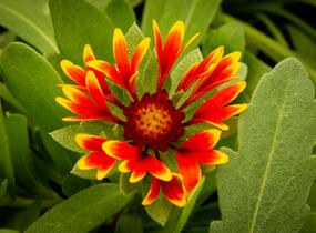 Kokarda osinatá 'Spin Top Orange Halo' - Gaillardia aristata 'Spin Top Orange Halo'