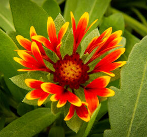 Kokarda osinatá 'Spin Top Orange Halo' - Gaillardia aristata 'Spin Top Orange Halo'