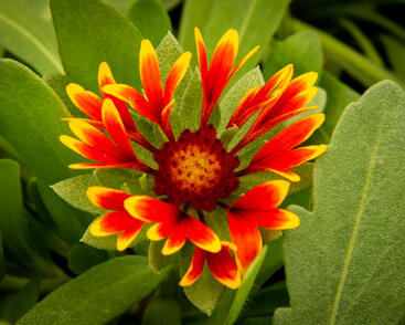 Kokarda osinatá 'Spin Top Orange Halo'