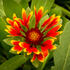 kokarda-osinata-spin-top-orange-halo.jpg