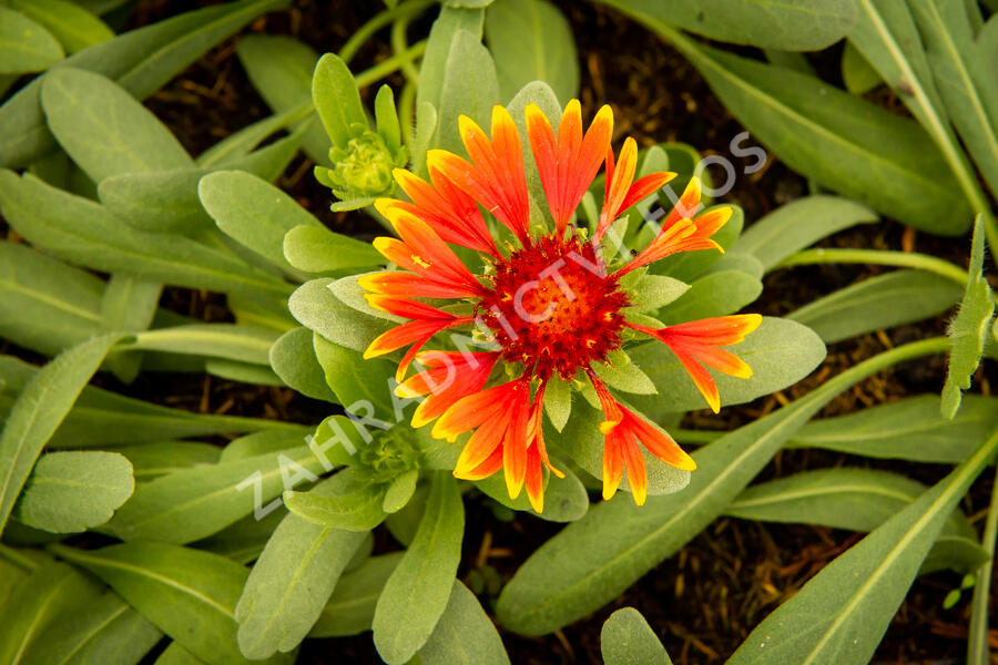 Kokarda osinatá 'Spin Top Orange Halo' - Gaillardia aristata 'Spin Top Orange Halo'