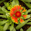 Kokarda osinatá 'Spin Top Orange Halo' - Gaillardia aristata 'Spin Top Orange Halo'