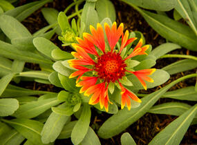 Kokarda osinatá 'Spin Top Orange Halo' - Gaillardia aristata 'Spin Top Orange Halo'