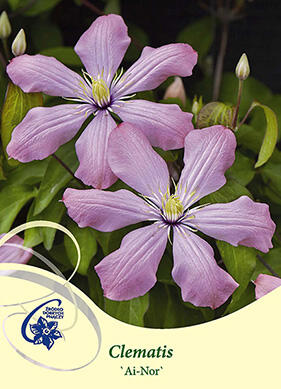 Plamének 'Ai-Nor' - Clematis 'Ai-Nor'