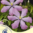 Plamének 'Ai-Nor' - Clematis 'Ai-Nor'