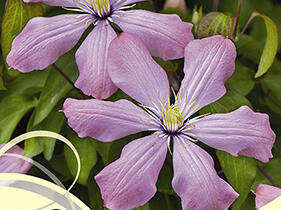 Plamének 'Ai-Nor' - Clematis 'Ai-Nor'
