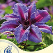 Plamének 'Akaishi' - Clematis 'Akaishi'