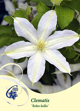 Plamének 'Roko-Kolla' - Clematis 'Roko-Kolla'