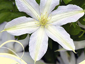 Plamének 'Roko-Kolla' - Clematis 'Roko-Kolla'