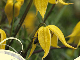 Plamének tangutský 'Aureolin' - Clematis tangutica 'Aureolin'