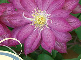 Plamének 'Asao' - Clematis 'Asao'