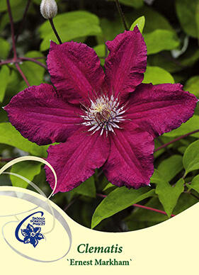 Plamének 'Ernest Markham' - Clematis 'Ernest Markham'