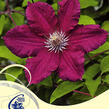 Plamének 'Ernest Markham' - Clematis 'Ernest Markham'