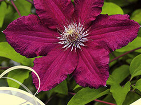 Plamének 'Ernest Markham' - Clematis 'Ernest Markham'