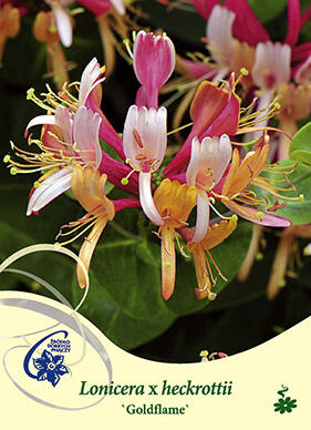 Zimolez Heckrottův 'Goldflame' - Lonicera heckrottii 'Goldflame'