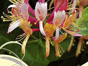 Zimolez Heckrottův 'Goldflame' - Lonicera heckrottii 'Goldflame'