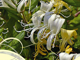 Zimolez japonský 'Halliana' - Lonicera japonica 'Halliana'
