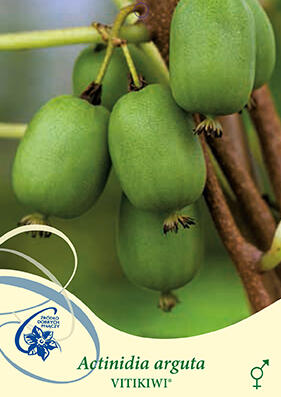 Aktinidie význačná, kiwi - samosprašná 'Vitikiwi' - Actinidia arguta 'Vitikiwi'