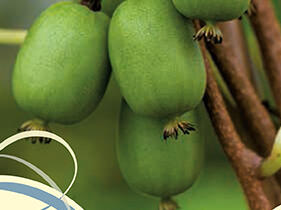 Aktinidie význačná, kiwi - samosprašná 'Vitikiwi' - Actinidia arguta 'Vitikiwi'