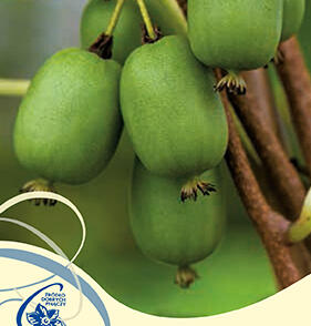 Aktinidie význačná, kiwi - samosprašná 'Vitikiwi'