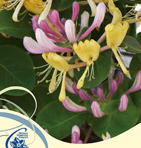 Zimolez kozí list 'Inga'