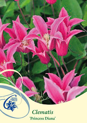 Plamének 'Princess Diana' - Clematis 'Princess Diana'