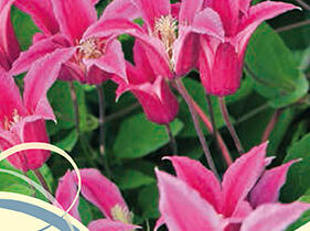 Plamének 'Princess Diana' - Clematis 'Princess Diana'