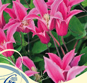 Plamének 'Princess Diana' - Clematis 'Princess Diana'