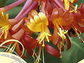 Zimolez Heckrottův 'American Beauty' - Lonicera heckrottii 'American Beauty'