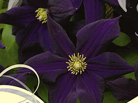 Plamének 'Romantika' - Clematis 'Romantika'