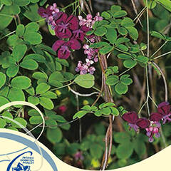 Akébie pětičetná - Akebia quinata