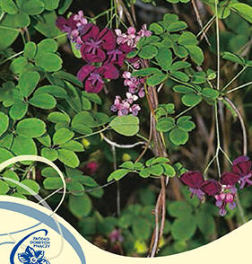 Akébie pětičetná