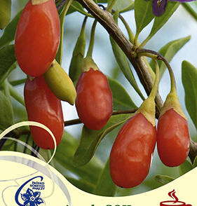 Kustovnice čínská 'New Big'