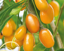 Kustovnice čínská 'Amber Sweet Goji'