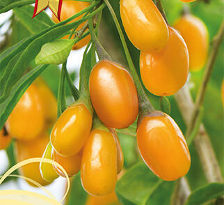 Kustovnice čínská 'Amber Sweet Goji'