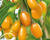 Kustovnice čínská 'Amber Sweet Goji'