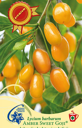 Kustovnice čínská 'Amber Sweet Goji' - Lycium barbatum 'Amber Sweet Goji'